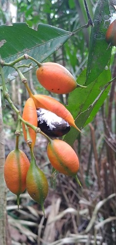 Swartzia simplex