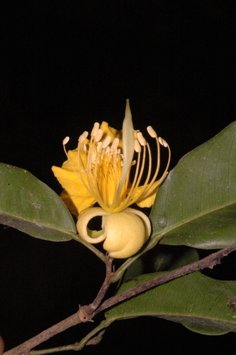 Swartzia simplex