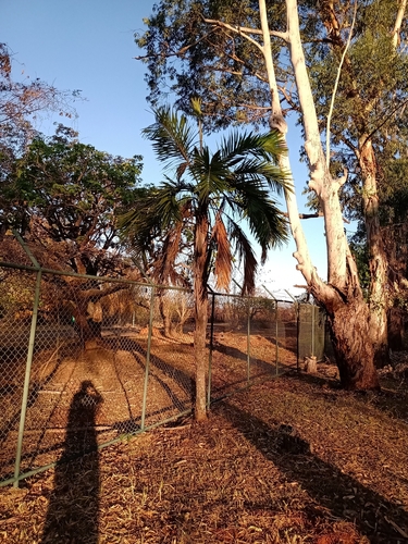 Syagrus comosa