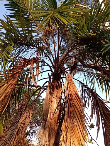 Syagrus comosa