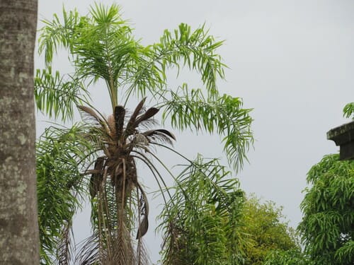 Syagrus macrocarpa