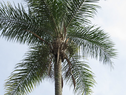 Syagrus oleracea