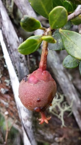 Symphonia microphylla