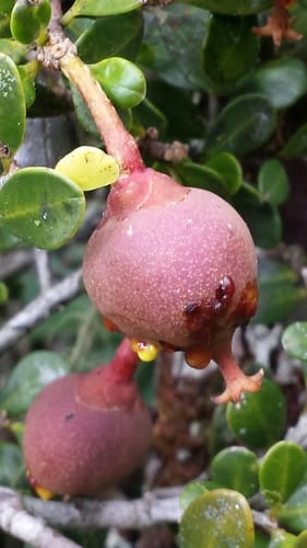 Symphonia microphylla