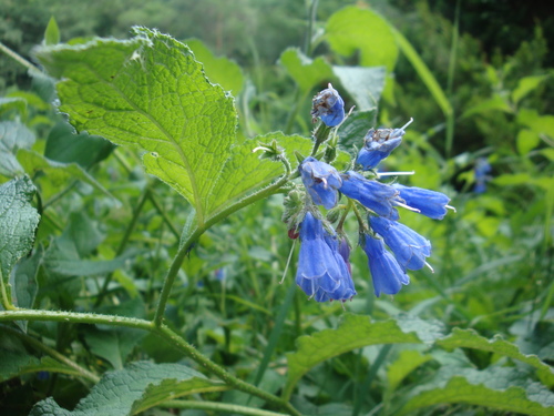 Symphytum asperum