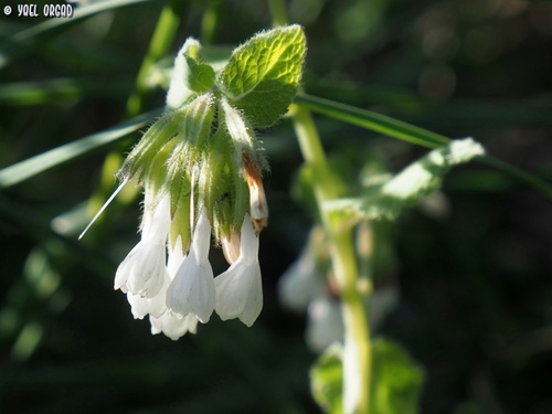 Symphytum brachycalyx