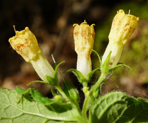 Symphytum tuberosum