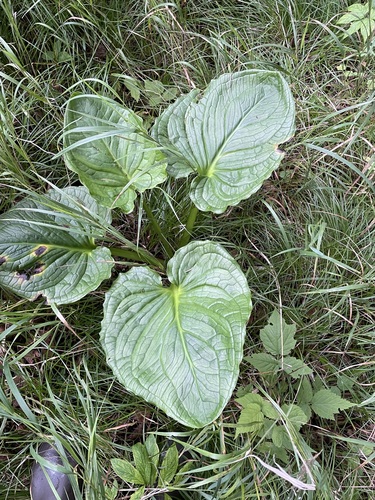 Symplocarpus renifolius