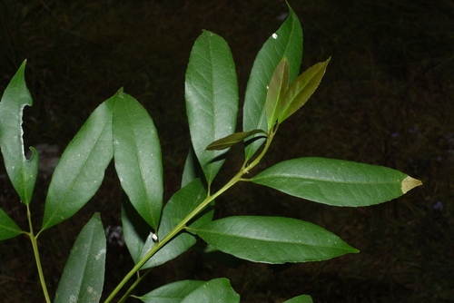 Symplocos lucida