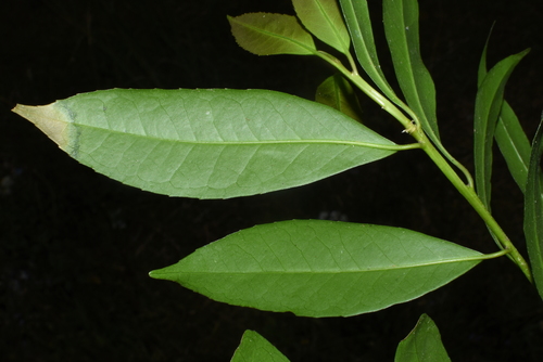 Symplocos lucida