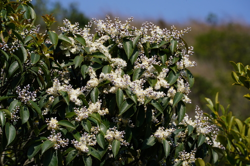 Symplocos sumuntia