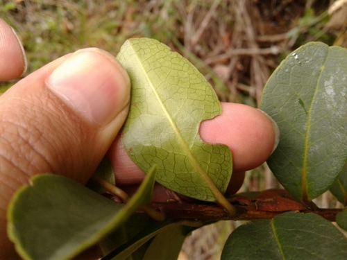 Symplocos theiformis