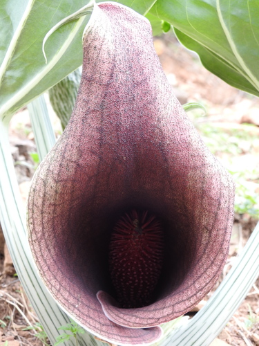 Synandrospadix vermitoxicus
