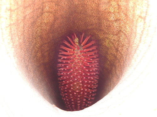 Synandrospadix vermitoxicus