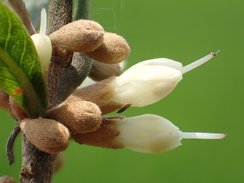 Synsepalum dulcificum