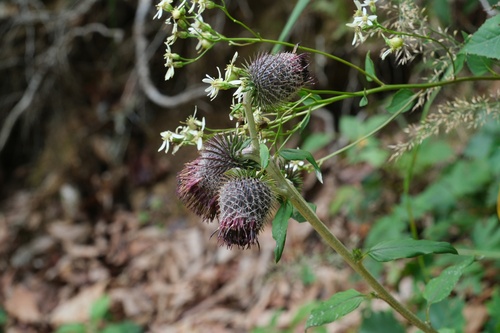 Synurus pungens