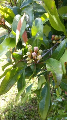 Syzygium aromaticum