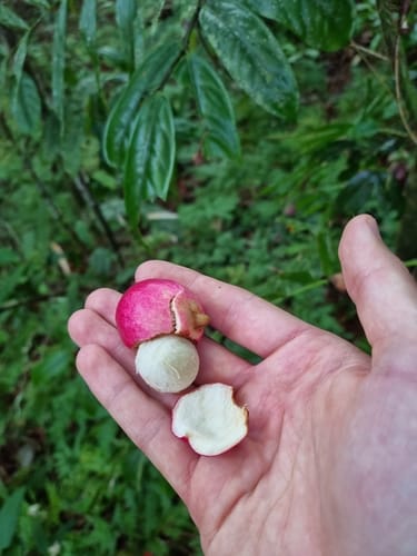 Syzygium boonjee