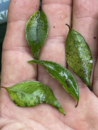 Syzygium canicortex