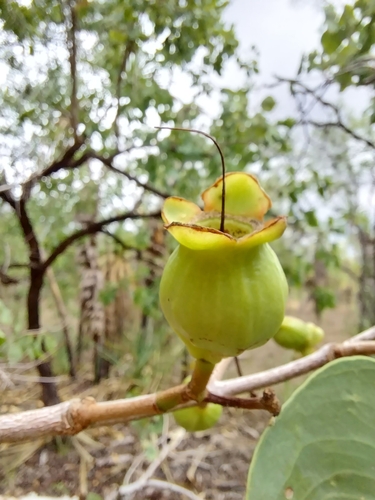 Syzygium eucalyptoides subsp. bleeseri