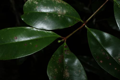 Syzygium johnsonii