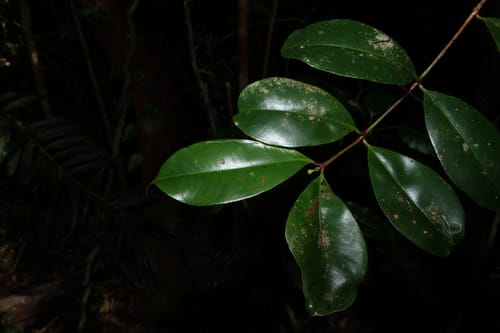 Syzygium johnsonii