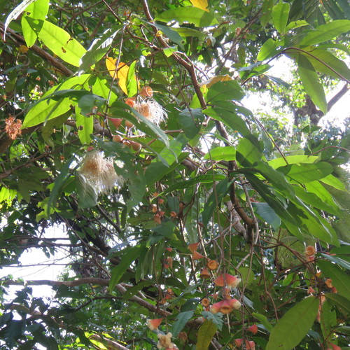 Syzygium puberulum