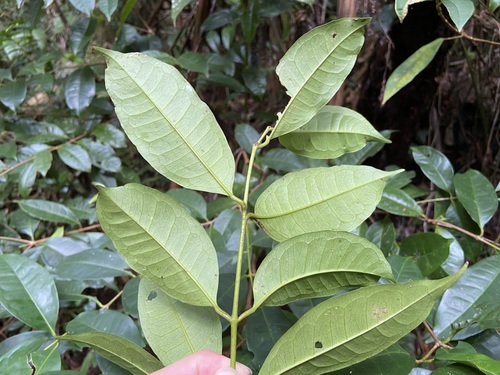 Syzygium simile
