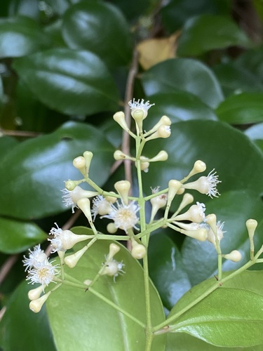 Syzygium smithii