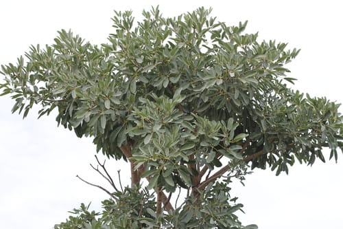 Tabebuia aurea