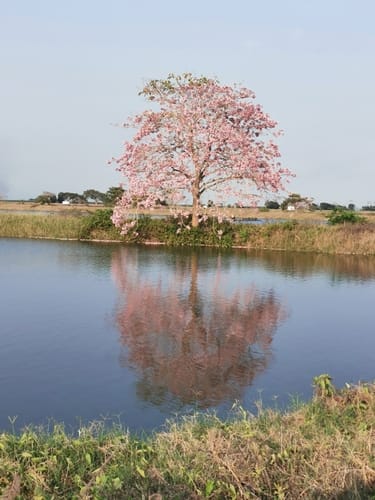 Tabebuia rosea