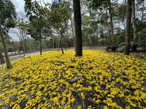 Tabebuia serratifolia