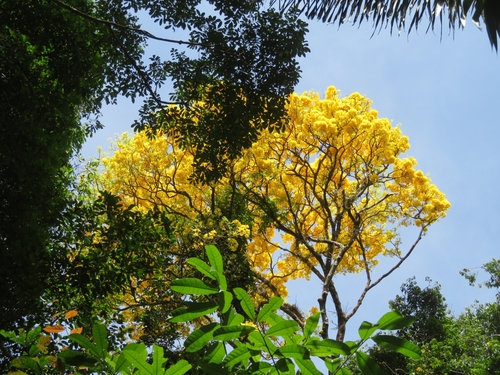 Tabebuia serratifolia