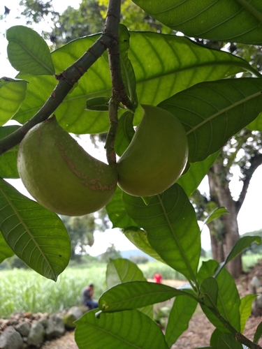 Tabernaemontana alba