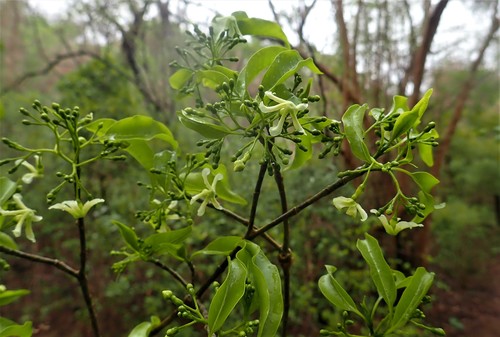 Tabernaemontana coffeoides