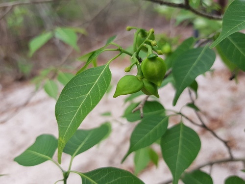 Tabernaemontana coffeoides