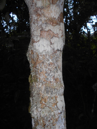 Tabernaemontana laeta