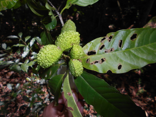 Tabernaemontana laeta