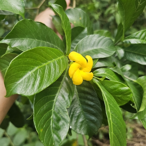 Tabernaemontana macrocalyx