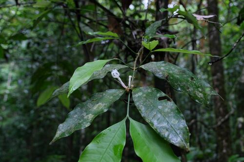 Tabernaemontana undulata