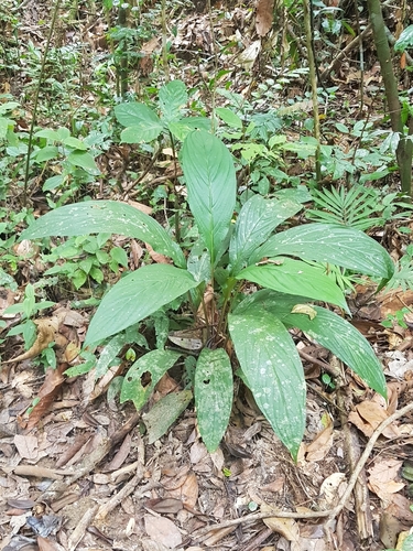 Tacca integrifolia