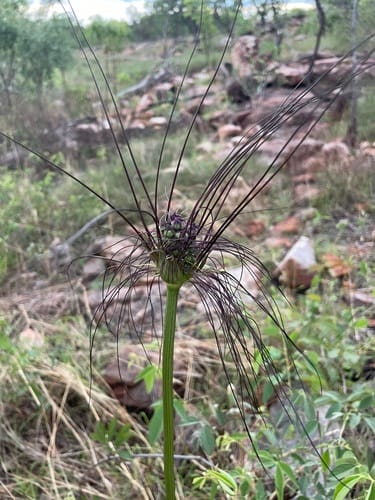 Tacca maculata