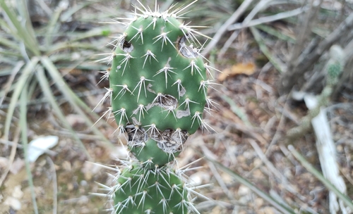 Tacinga palmadora