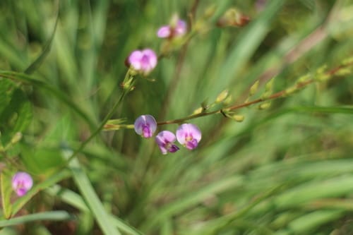Tadehagi triquetrum
