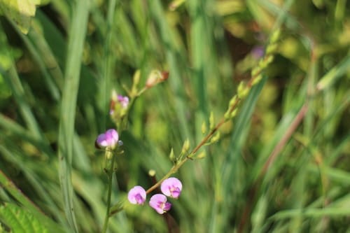 Tadehagi triquetrum