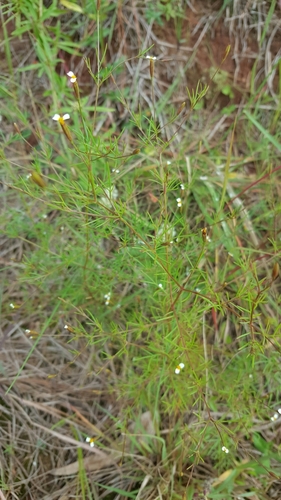 Tagetes micrantha