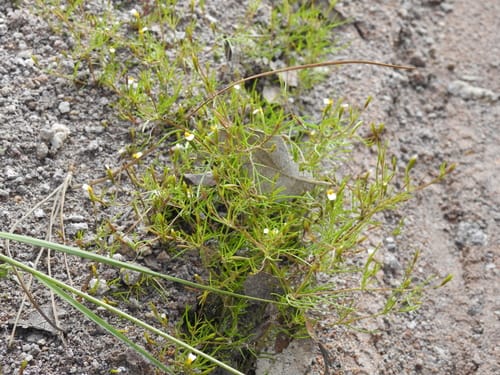 Tagetes micrantha