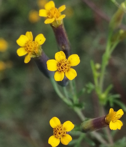 Tagetes multiflora