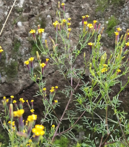 Tagetes multiflora