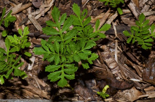 Tagetes patula